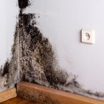 mold on wall