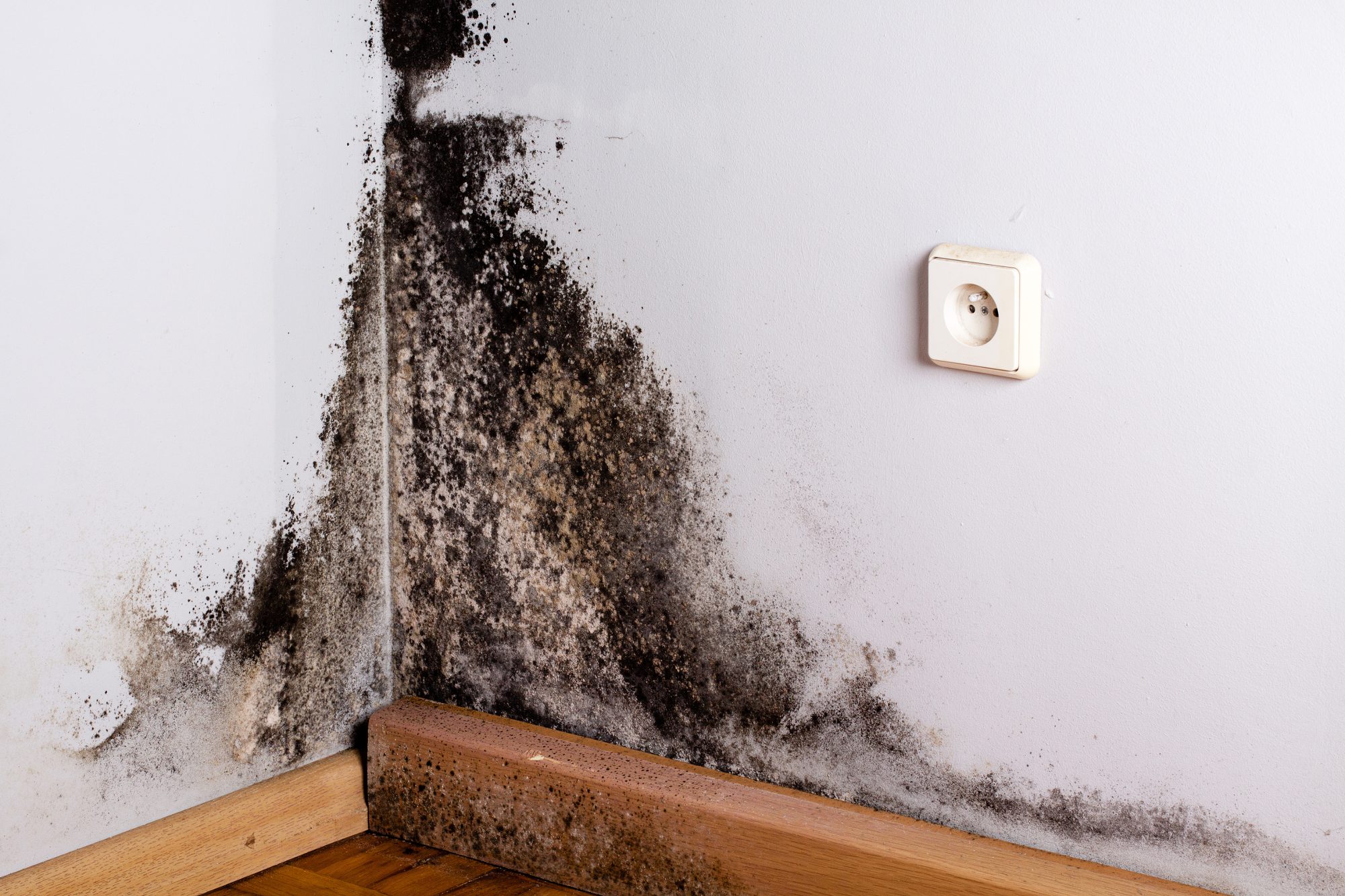 Do I Have Mold In My House